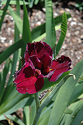 Neon Shadow Iris (Iris 'Neon Shadow') at A Very Successful Garden Center