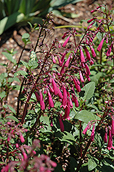 Passionate Pink Cape Fuchsia (Phygelius 'Passionate Pink') at Stonegate Gardens