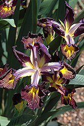 Missouri Iron Ore Iris (Iris 'Missouri Iron Ore') at Stonegate Gardens
