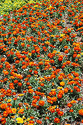 Durango Red Marigold (Tagetes patula 'Durango Red') at Lakeshore Garden Centres