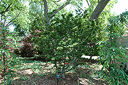 Ojishi Japanese Maple (Acer palmatum 'Ojishi') at Stonegate Gardens