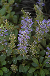 Mint Chip Bugleweed (Ajuga 'Mint Chip') at Stonegate Gardens