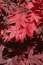 Okagami Japanese Maple (Acer palmatum 'Okagami') at Stonegate Gardens