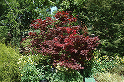 Okagami Japanese Maple (Acer palmatum 'Okagami') at Stonegate Gardens