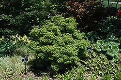 Sharp's Pygmy Japanese Maple (Acer palmatum 'Sharp's Pygmy') at Stonegate Gardens