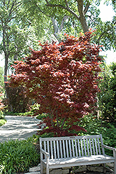 Pixie Japanese Maple (Acer palmatum 'Pixie') at Stonegate Gardens