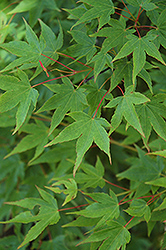 Yuri Hime Japanese Maple (Acer palmatum 'Yuri Hime') at Stonegate Gardens