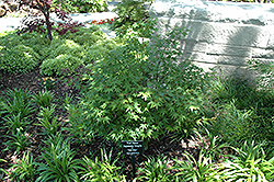 Yuri Hime Japanese Maple (Acer palmatum 'Yuri Hime') at Stonegate Gardens