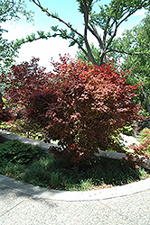 Ruslyn In The Pink Japanese Maple (Acer palmatum 'Ruslyn In The Pink') at Stonegate Gardens