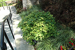 W.B. Hoyt Vine Maple (Acer circinatum 'W.B. Hoyt') at Stonegate Gardens