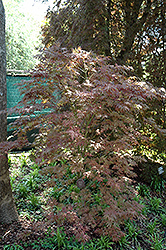 Mikazuki Japanese Maple (Acer palmatum 'Mikazuki') at Stonegate Gardens