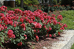 Cinco de Mayo Rose (Rosa 'Cinco de Mayo') at Stonegate Gardens