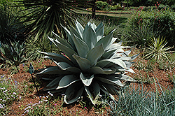 Whale's Tongue Century Plant (Agave ovatifolia) at Stonegate Gardens