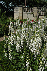 White Foxglove (Digitalis purpurea 'Alba') at Stonegate Gardens