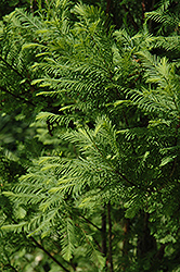 Lindsey's Skyward Bald Cypress (Taxodium distichum 'Skyward') at Stonegate Gardens