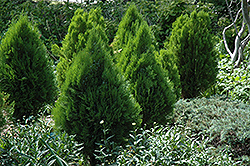 Minima Glauca Arborvitae (Thuja orientalis 'Minima Glauca') at Stonegate Gardens
