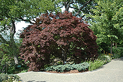 Burgundy Lace Japanese Maple (Acer palmatum 'Burgundy Lace') at Stonegate Gardens
