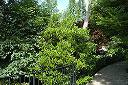 Chindo Sweet Viburnum (Viburnum awabuki 'Chindo') at Stonegate Gardens