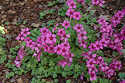 Wood Sorrel (Oxalis crassipes) at A Very Successful Garden Center