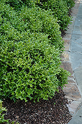 Rotunda Chinese Holly (Ilex cornuta 'Rotunda') at Lakeshore Garden Centres