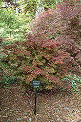 Brandt's Dwarf Japanese Maple (Acer palmatum 'Brandt's Dwarf') at Stonegate Gardens