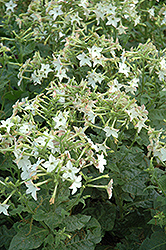 Perfume White Flowering Tobacco (Nicotiana 'Perfume White') at A Very Successful Garden Center