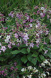 Perfume Purple Flowering Tobacco (Nicotiana 'Perfume Purple') at Stonegate Gardens