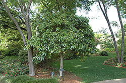 Lusterleaf Holly (Ilex latifolia) at Stonegate Gardens