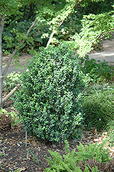 Julia Jane Boxwood (Buxus microphylla 'Julia Jane') at Stonegate Gardens
