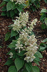 Vista White Sage (Salvia splendens 'PAS3296') at Stonegate Gardens