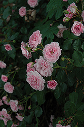 Jean Mermoz Rose (Rosa 'Jean Mermoz') at A Very Successful Garden Center
