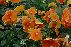 Delta Pure Deep Orange Pansy (Viola x wittrockiana 'Delta Pure Deep Orange') at Stonegate Gardens