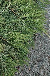 Drew's Blue Siberian Carpet Cypress (Microbiota decussata 'Condrew') at Stonegate Gardens