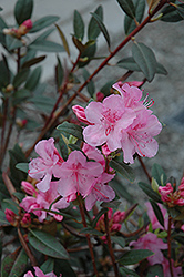 Aglo Rhododendron (Rhododendron 'Aglo') at Stonegate Gardens