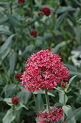 Red Valerian (Centranthus ruber var. coccineus) at Stonegate Gardens