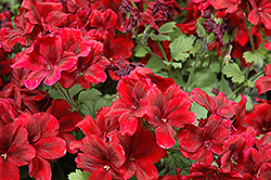 Aristo Velvet Red Geranium (Pelargonium 'Aristo Velvet Red') at Stonegate Gardens