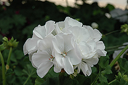 Classic White Geranium (Pelargonium 'Classic White') at Stonegate Gardens