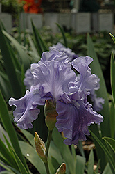 Abiqua Falls Iris (Iris 'Abiqua Falls') at Stonegate Gardens