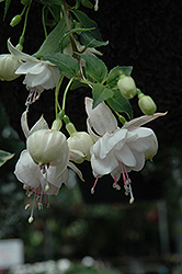DebRon's White Linen Fuchsia (Fuchsia 'DebRon's White Linen') at Stonegate Gardens