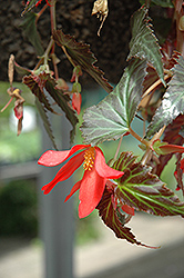 Million Kisses Amour Begonia (Begonia 'Yamour') at Stonegate Gardens