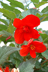 Illumination Orange Begonia (Begonia 'Illumination Orange') at Stonegate Gardens