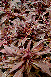 ColorBlaze Velvet Mocha Coleus (Solenostemon scutellarioides 'Velvet Mocha') at Stonegate Gardens