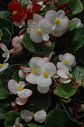 Ambassador Bicolor Begonia (Begonia 'Ambassador Bicolor') at Stonegate Gardens