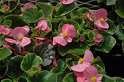 Super Olympia Pink Begonia (Begonia 'Super Olympia Pink') at Stonegate Gardens