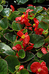 Super Olympia Red Begonia (Begonia 'Super Olympia Red') at Stonegate Gardens