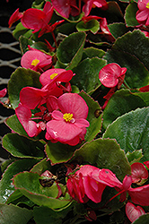 Super Olympia Rose Begonia (Begonia 'Super Olympia Rose') at Stonegate Gardens