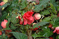 Bon Bon Cherry Begonia (Begonia boliviensis 'Yachbon') at Stonegate Gardens