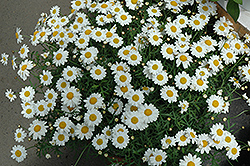 Madeira White Marguerite Daisy (Argyranthemum frutescens 'Bonmadwitim') at Lakeshore Garden Centres