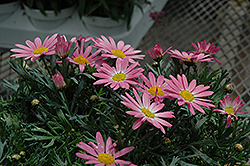 Angelic Giant Pink Marguerite Daisy (Argyranthemum frutescens 'Angelic Giant Pink') at Stonegate Gardens