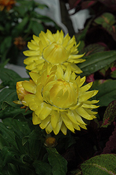 Helica Yellow Strawflower (Bracteantha bracteata 'Helica Yellow') at Stonegate Gardens
